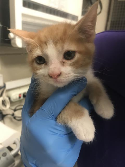 Adoptable Cat