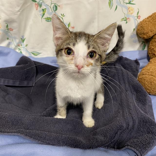 Adoptable Cat