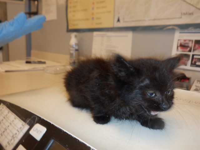 Truffle