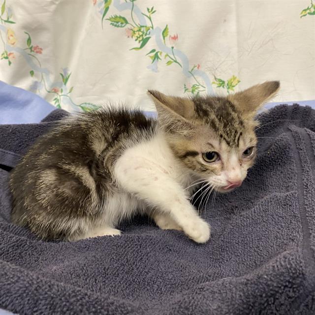 Adoptable Cat