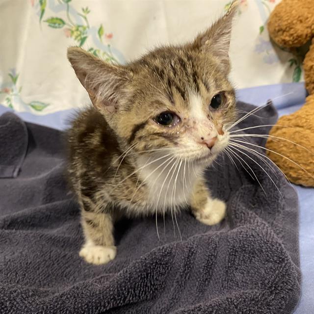 Adoptable Cat