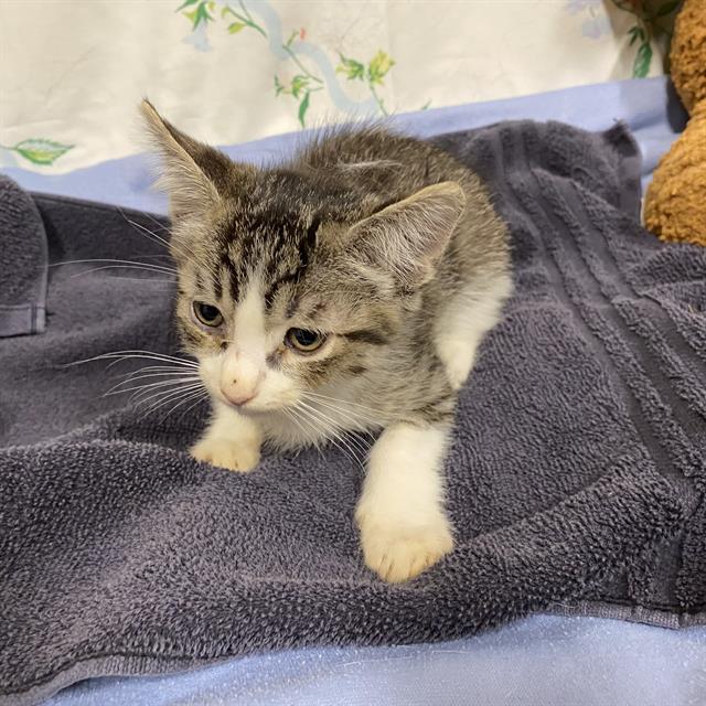 Adoptable Cat
