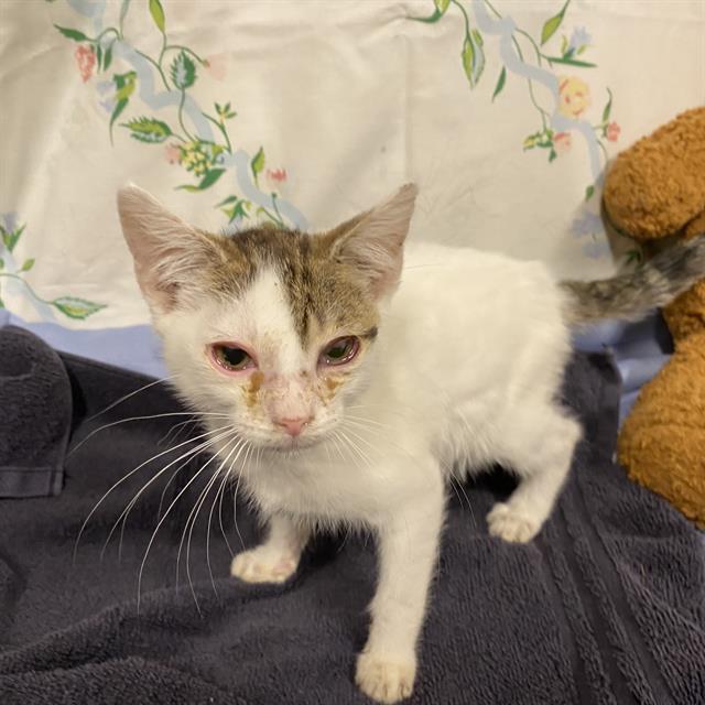 Adoptable Cat