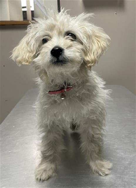 Tofu- In Foster