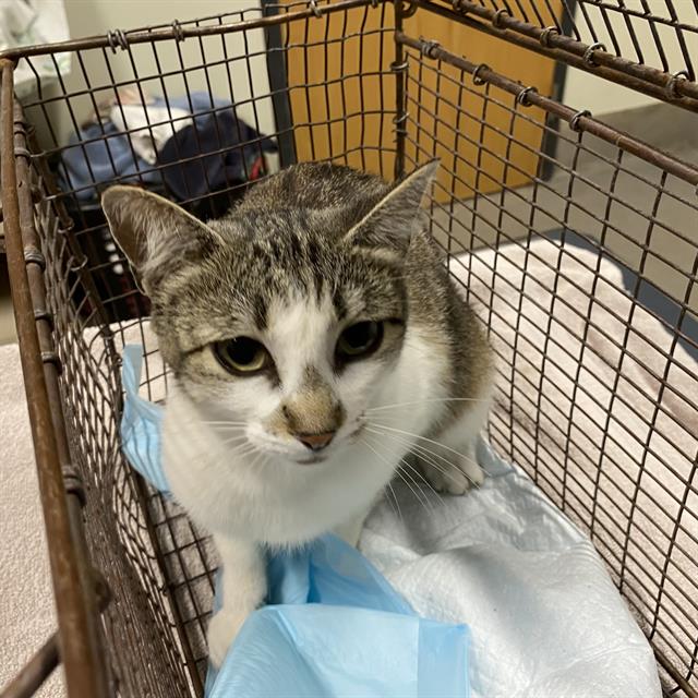 Adoptable Cat