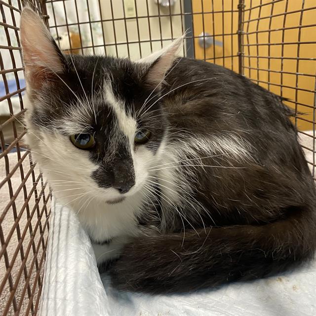 Adoptable Cat