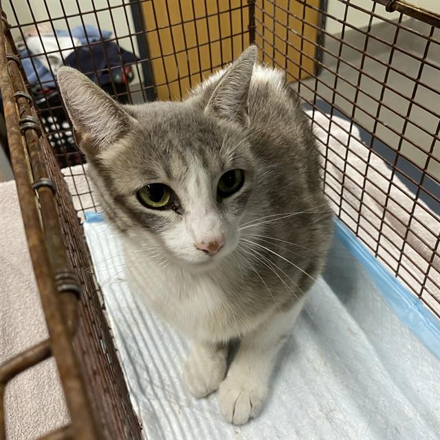 Adoptable Cat