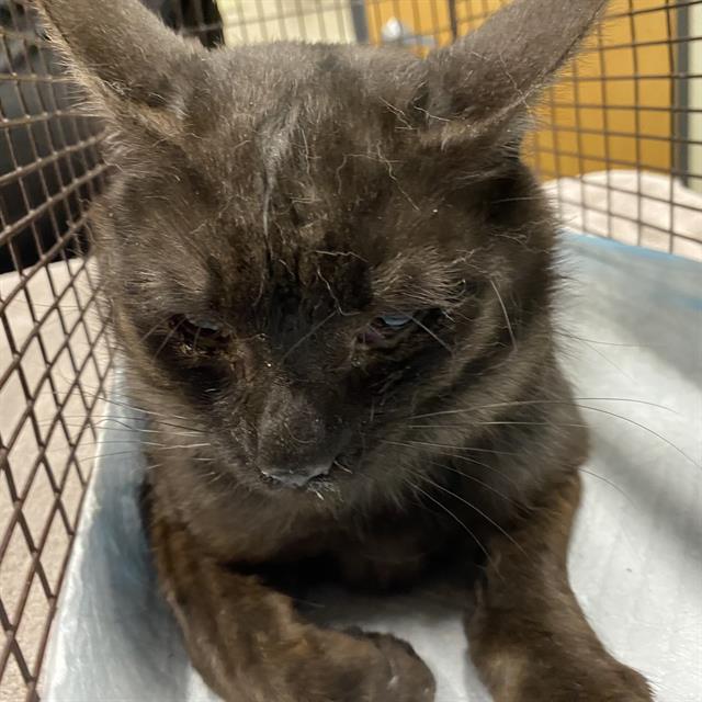 Adoptable Cat