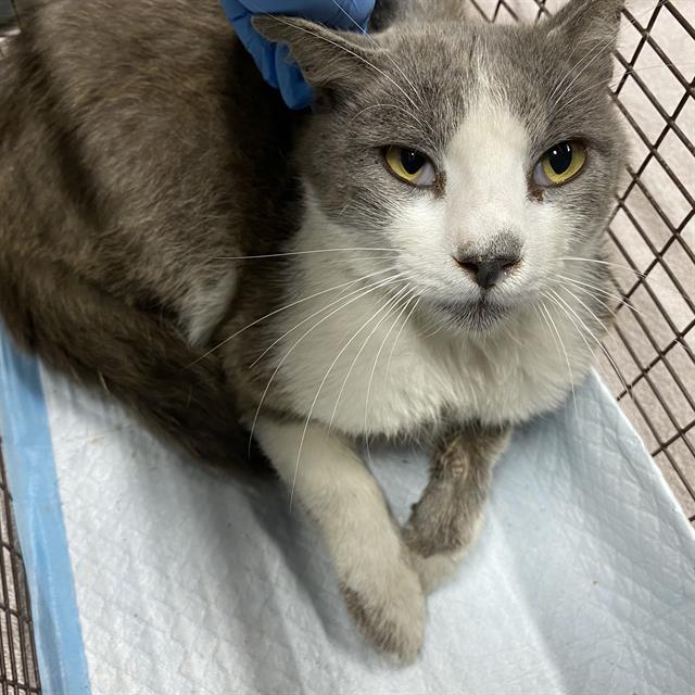 Adoptable Cat