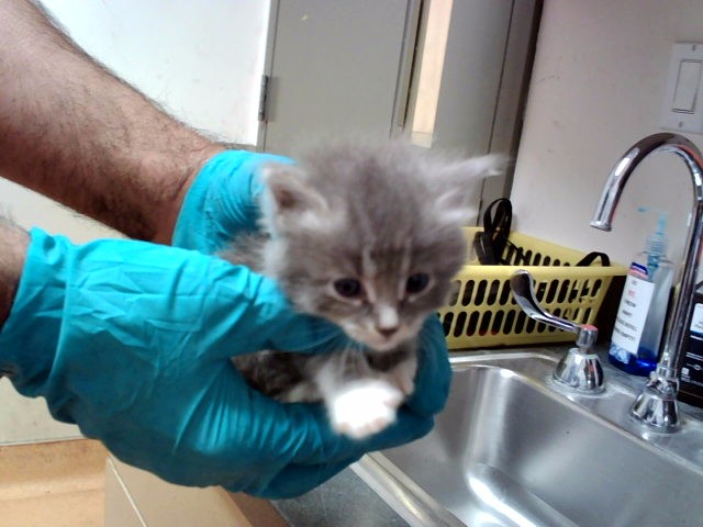 Adoptable Cat