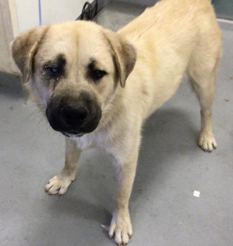 Adoptable Dog