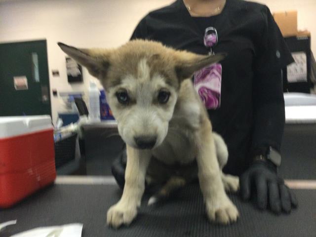 Adoptable Dog