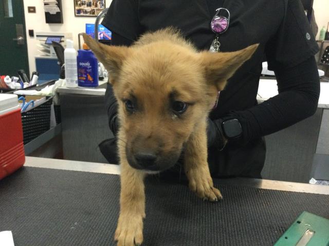 Adoptable Dog