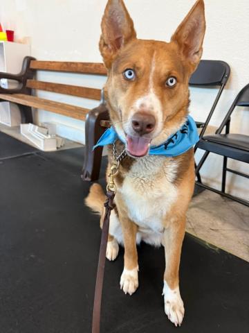 Cora