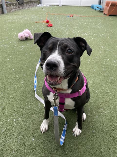 Marsha