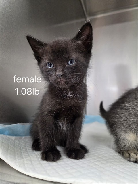 Adoptable Cat