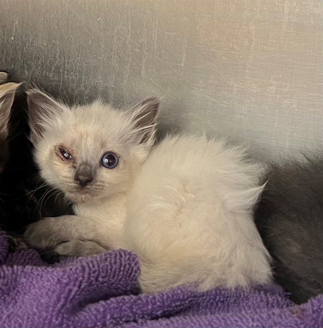 Adoptable Cat