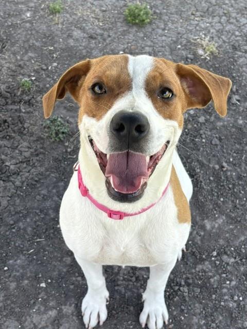 Daisy