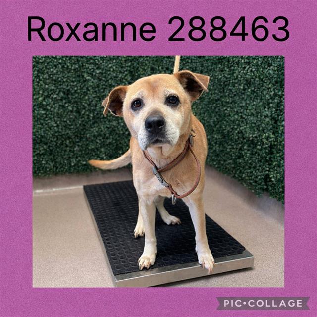Roxanne