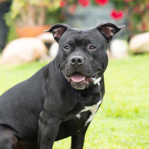 *Onyx