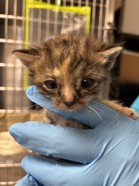Shelter Staff Named Me *Blanche