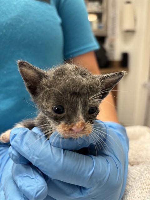 Shelter Staff Named Me *Dorothy