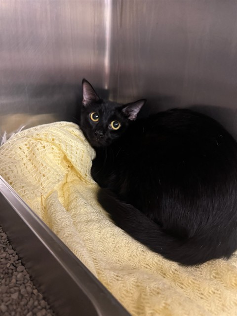 Salem