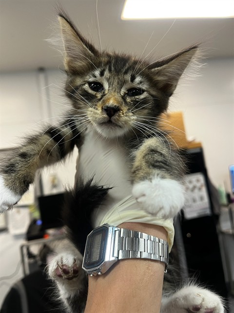 Adoptable Cat