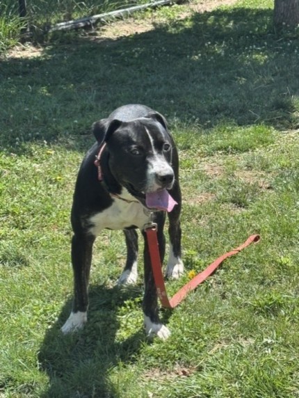 Onyx