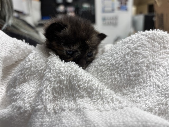 Shelter Staff Named Me *Tiki Vcashelter
