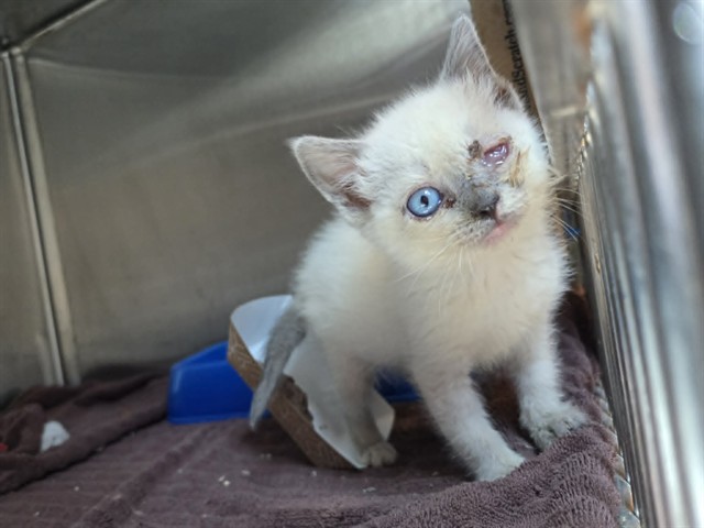 Adoptable Cat