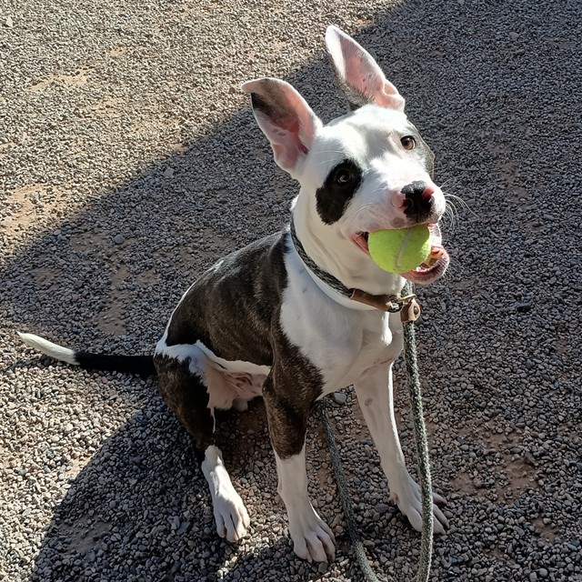 Petey