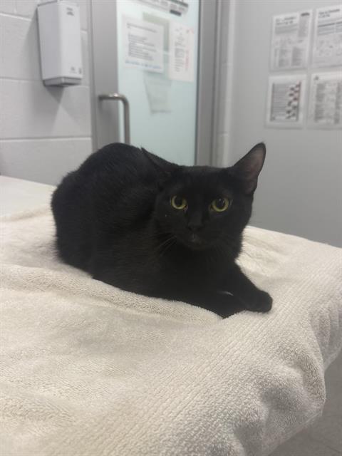 Black Panther