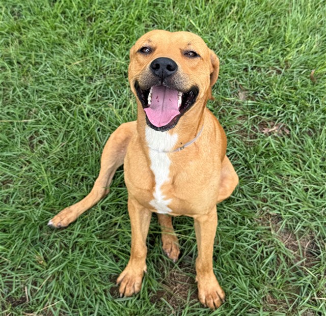 Biscuit