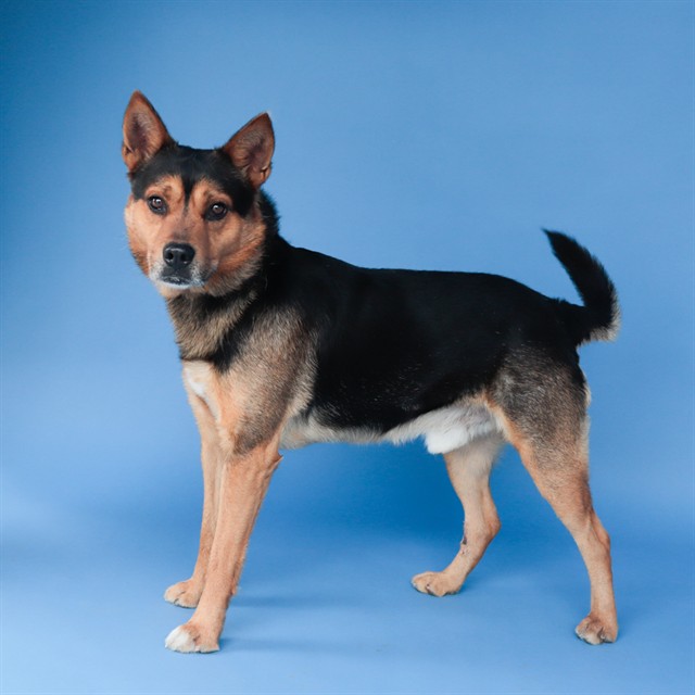 Dingo