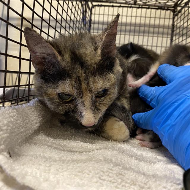 Adoptable Cat