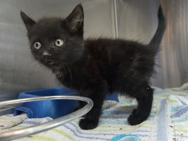 Adoptable Cat