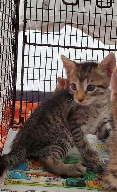 Adoptable Cat
