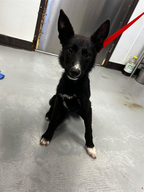 Adoptable Dog