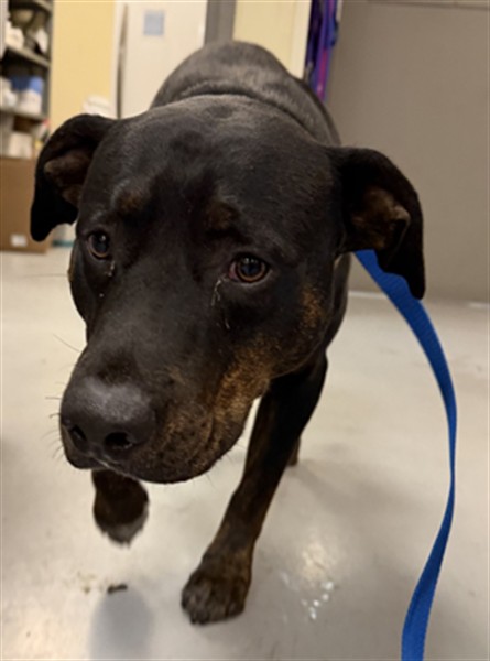 Adoptable Dog