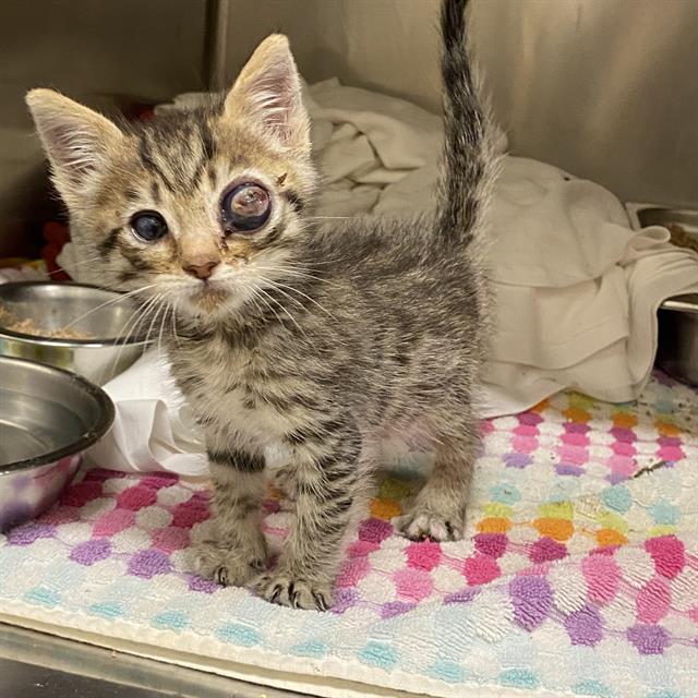 Adoptable Cat