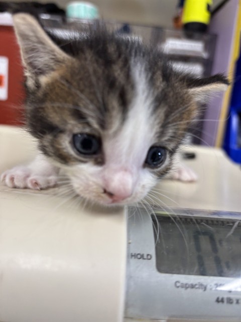 Shelter Staff Named Me *Cashmere