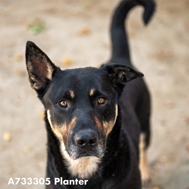 Planter