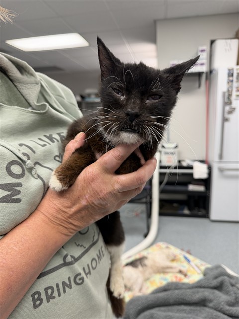 Adoptable Cat