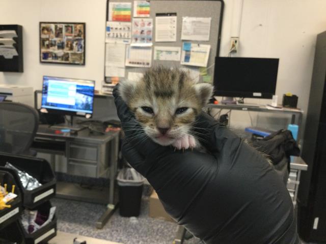 Adoptable Cat