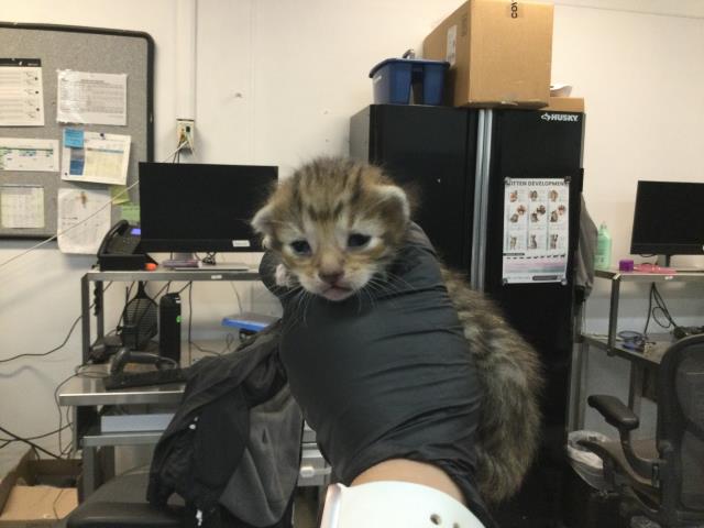 Adoptable Cat