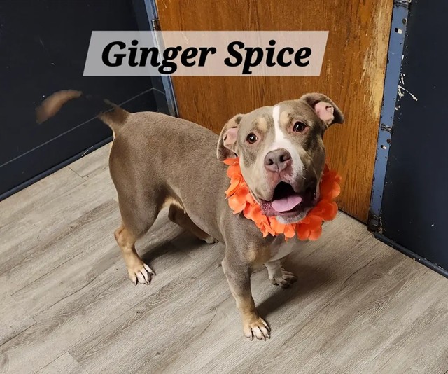 Ginger Spice
