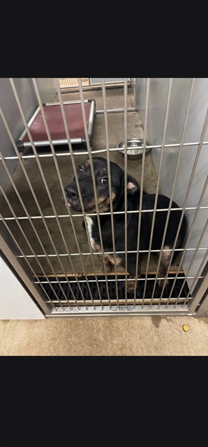 Lulu