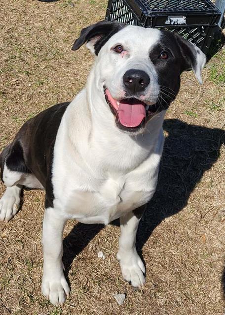 Rosco