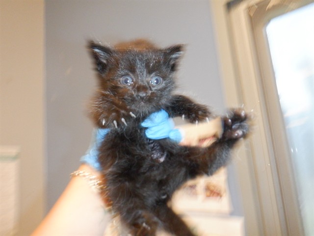 Jimmy